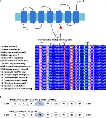 Calmodulin Activity Affects the Function of the Odorant Receptor AcerOr2 in Honeybees